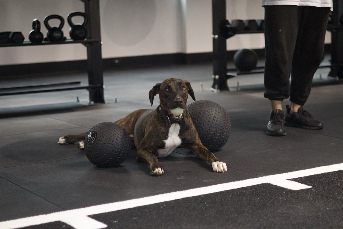 A Pad Flow gym dog resting between two medicine balls