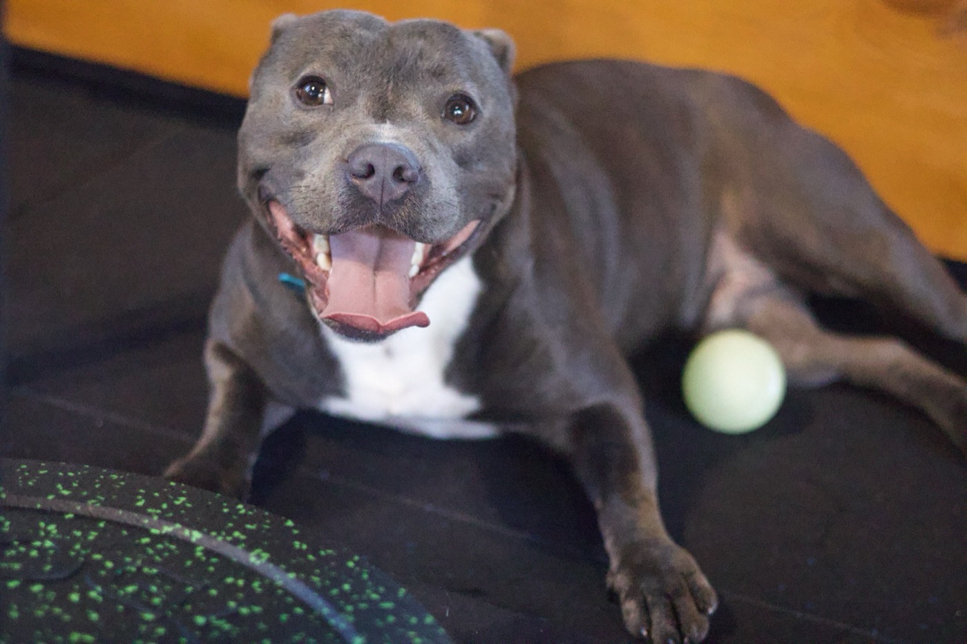 A smiling Pad Flow gym dog beside a tennis ball